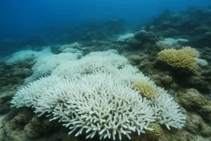 Global Coral Bleaching Reaches Unthinkable Scale – A Climate Emergency for Our Oceans