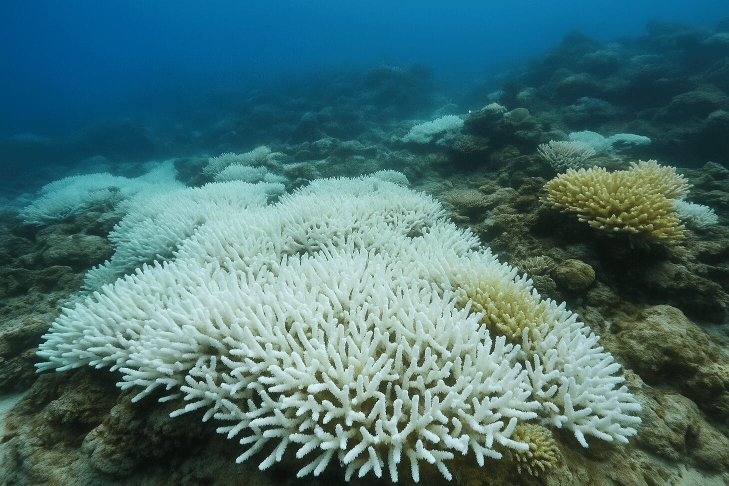 global coral bleaching